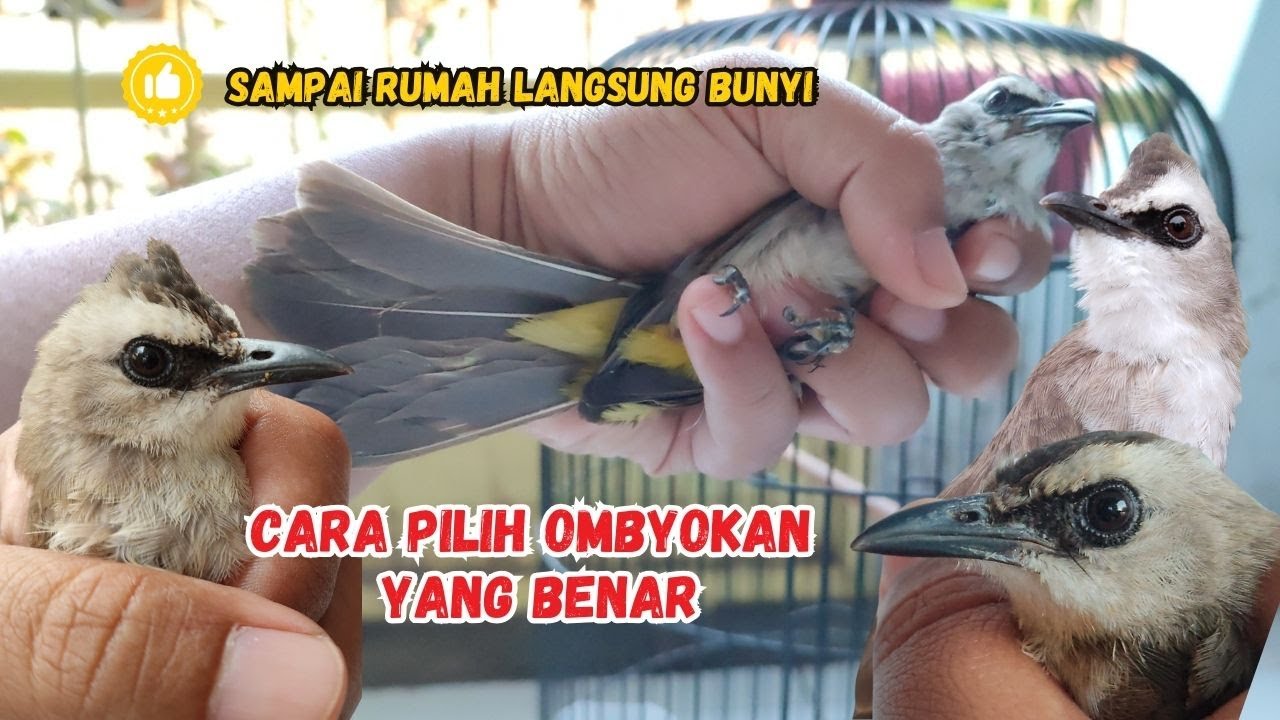 SAMPAI RUMAH LANGSUNG BUNYI! TIPS MEMILIH TRUCUKAN OMBYOKAN YANG BENAR