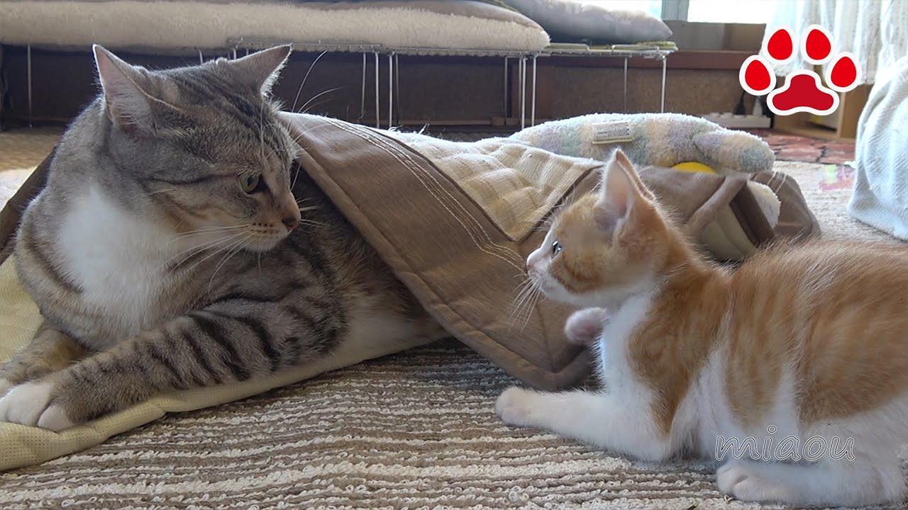 Жизнь в кошки комнате. 11 дней. -Cute kitten Maya's 11th day at the cats room.