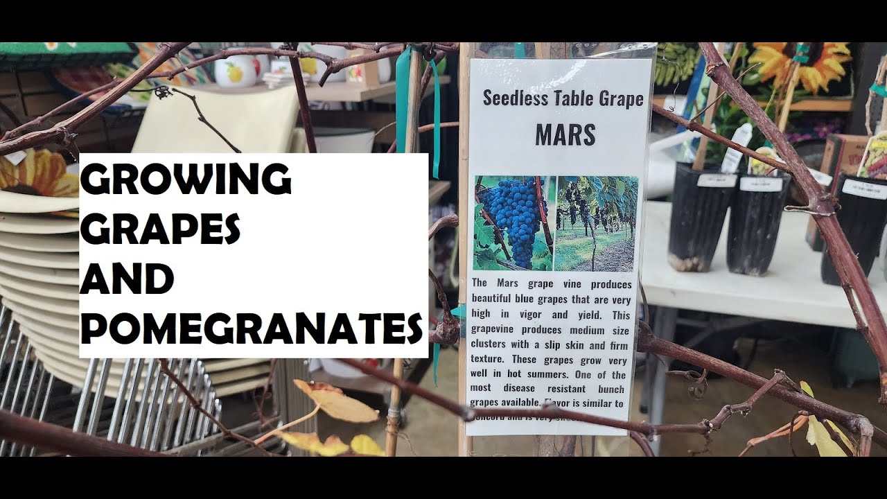 Growing Grapes and Pomegranate