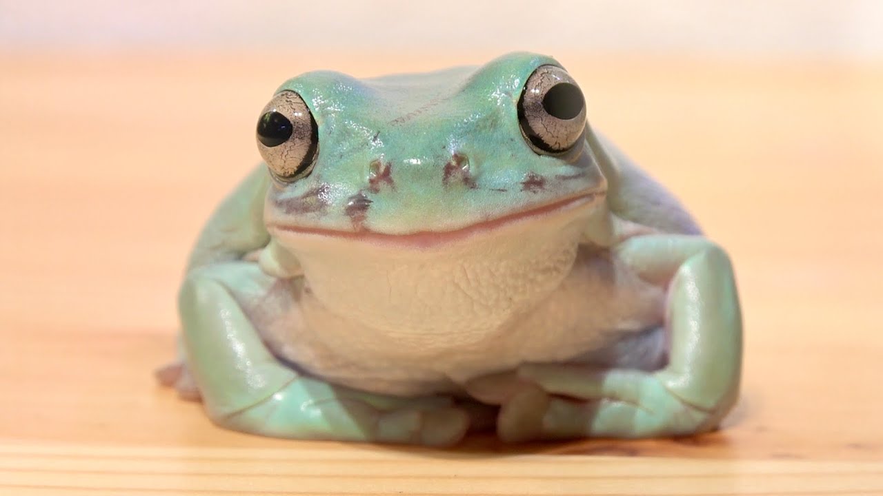 えぇ！あめちゃんどうしたのそれ！？