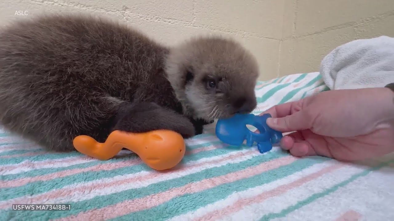 'He's so tiny and so fluffy': Baby sea otter finds home at Shedd Aquarium after nearly 3,000 mile jo