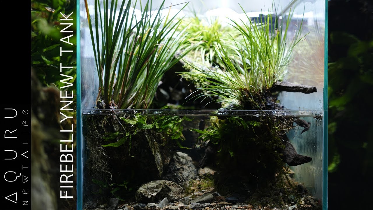 【引っ越し完了】アカハライモリのビバリウム立ち上げ│Fire belly newt Vivarium set up