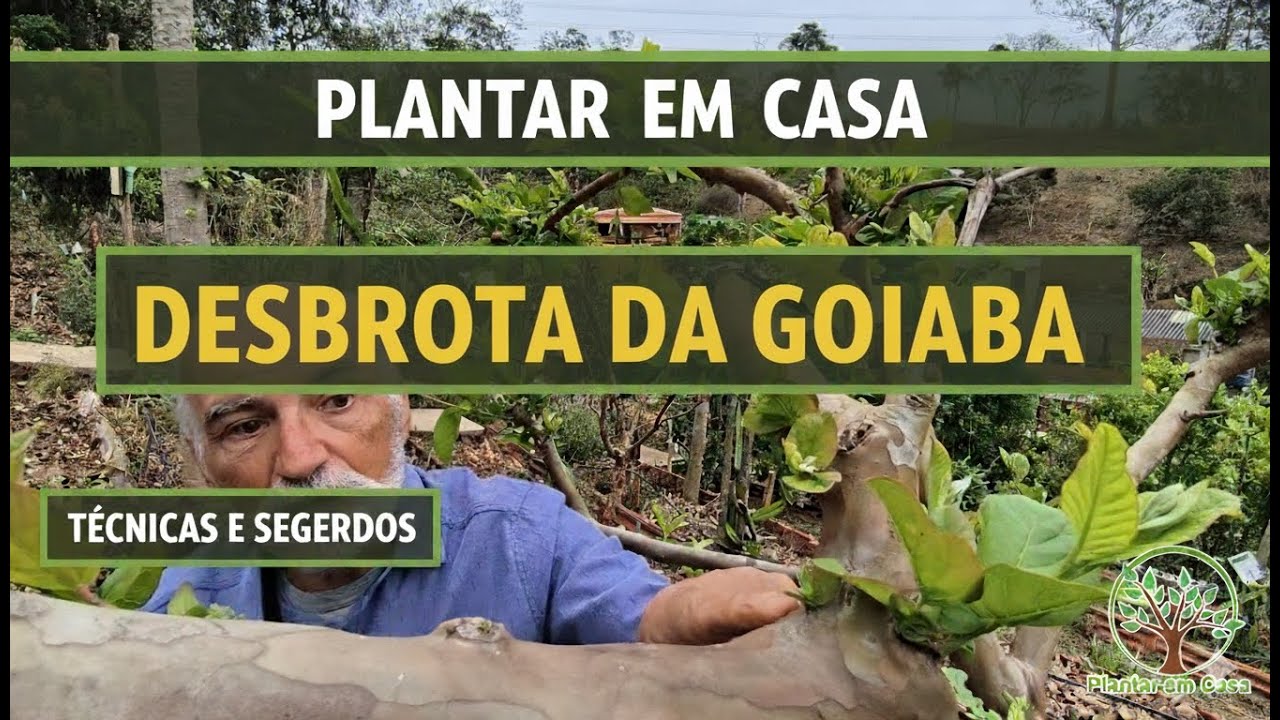 Desbrota da Goiaba: Aprenda a Fazer e Tenha Mais Frutos! com Sergio Semerdjian
