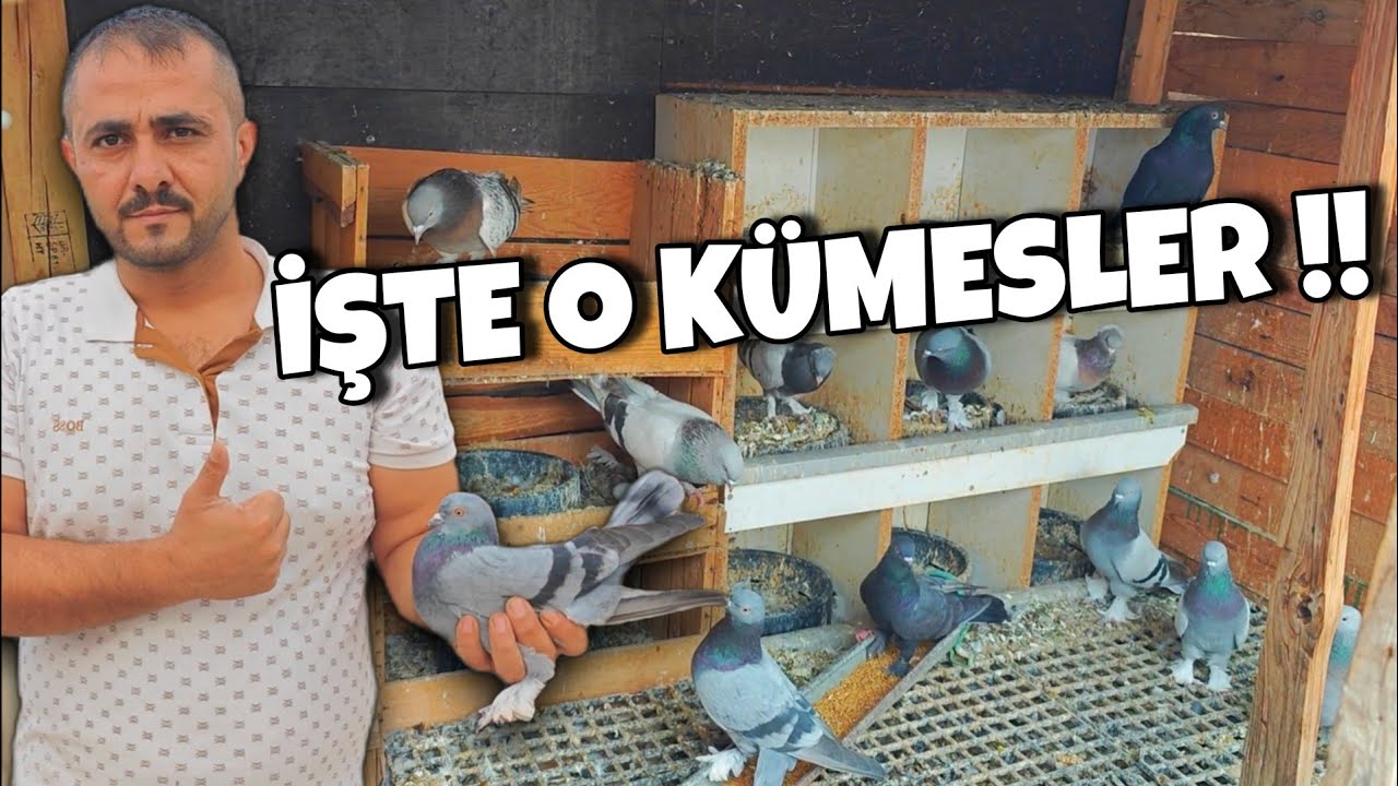 BU KÜMESLERDE DELİ DEHŞET KUŞLAR VAR‼️#oyunkuşu #güvercin #taklacıgüvercin #pigeon #mardinoyunkuşu