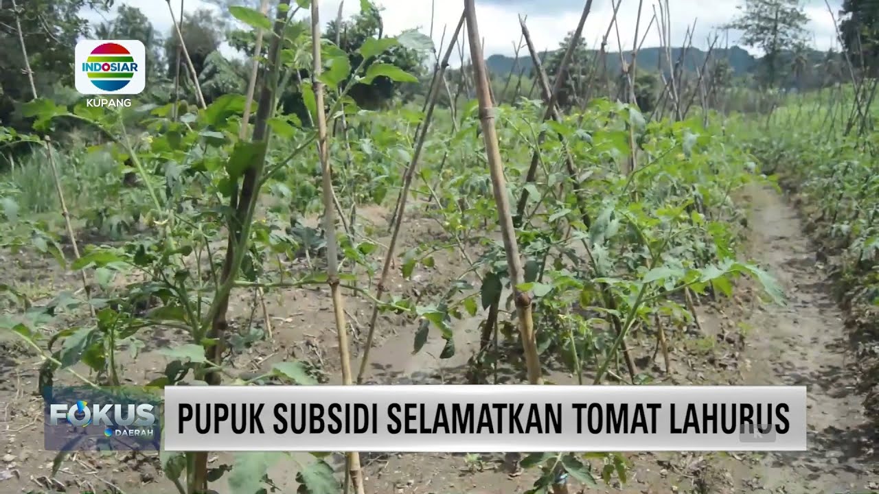 PUPUK SUBSIDI SELAMATKAN TOMAT LAHURUS || INDOSIAR KUPANG
