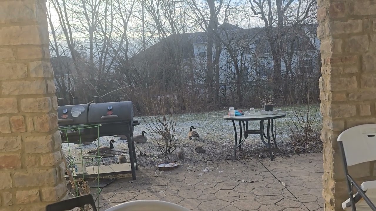 Geese wanted more