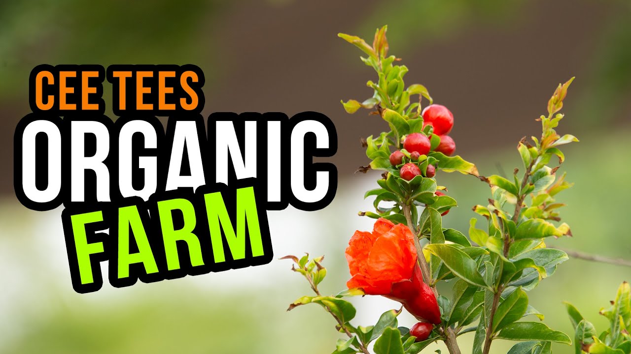 Organic farm visit - CEE TEES Farm - Ajman | Free picnic spot near Dubai | Hidden weekend spot UAE