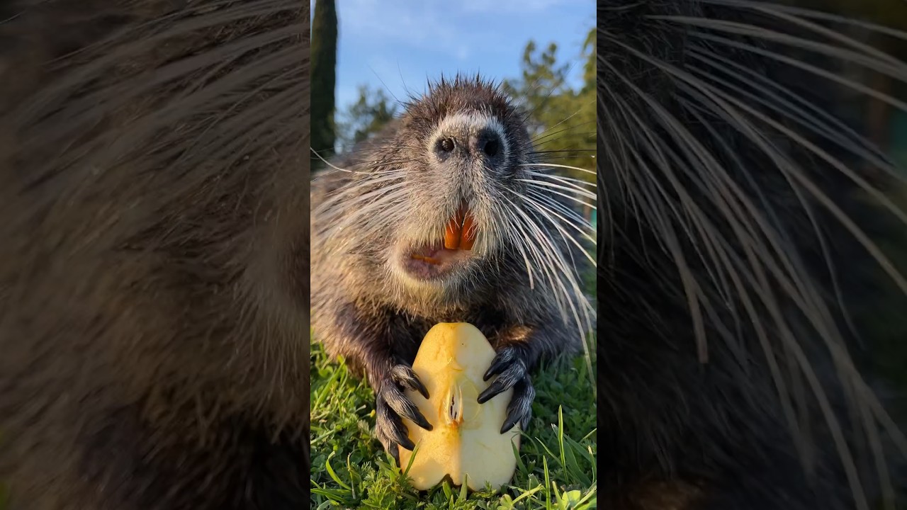Myocastor coypus “coipo”