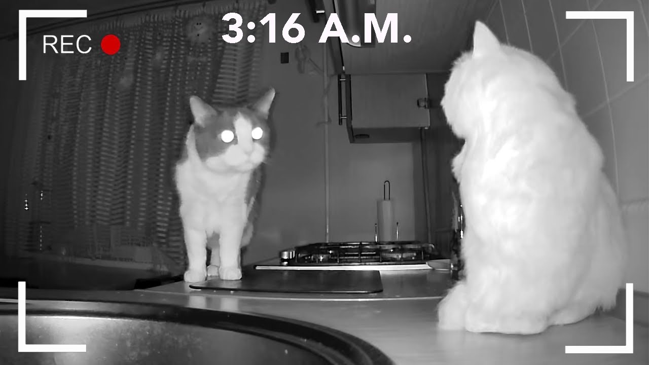 Что делают коты ночью? Часть 1