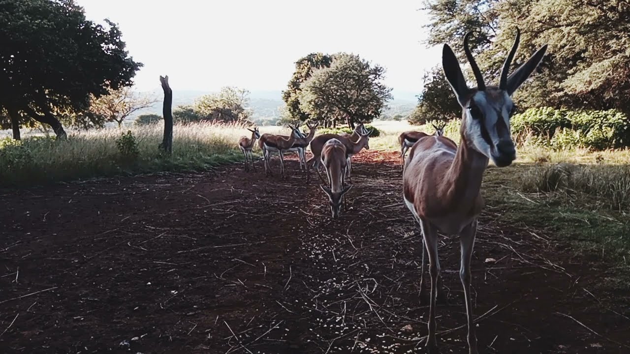  South African Barnyard Tales 