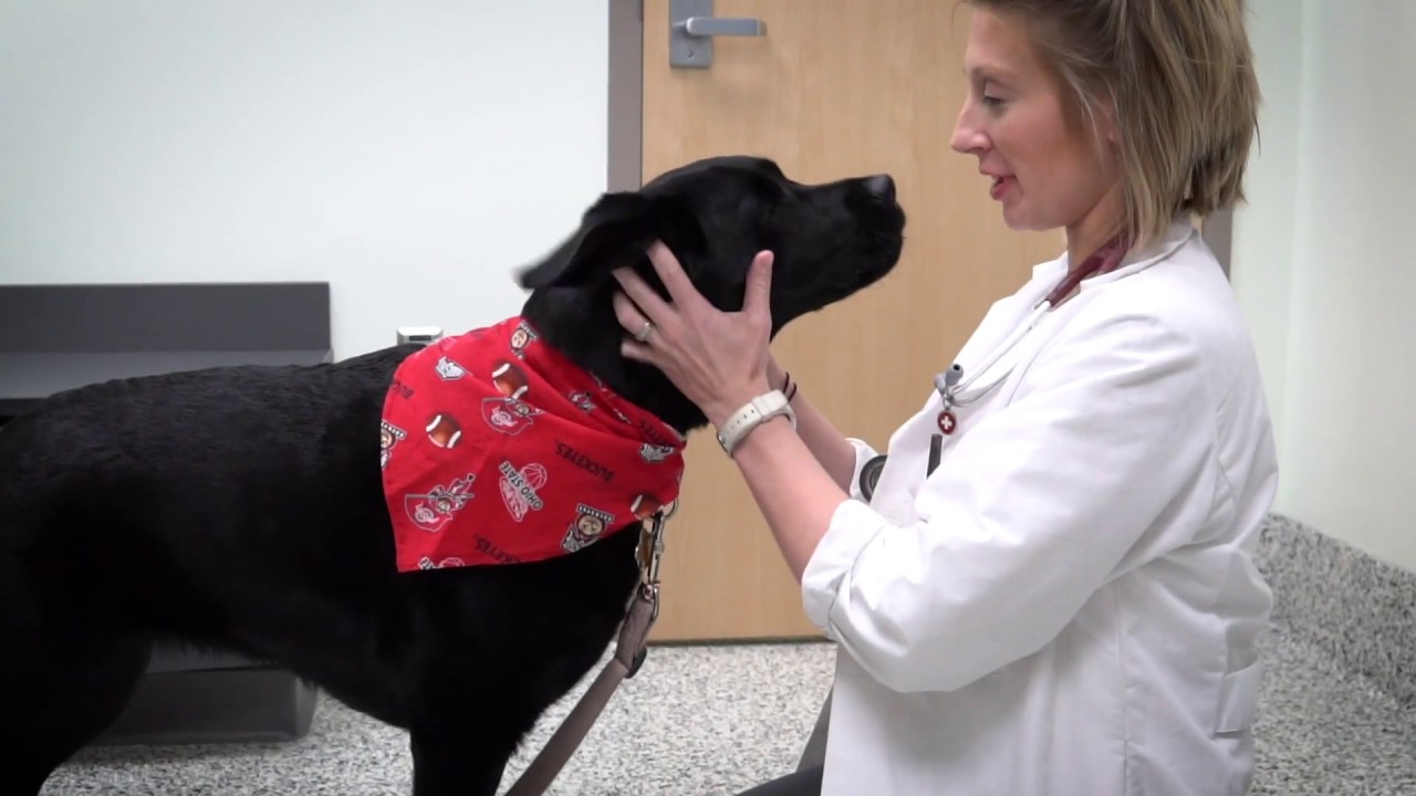 Ohio State University College of Veterinary Medicine