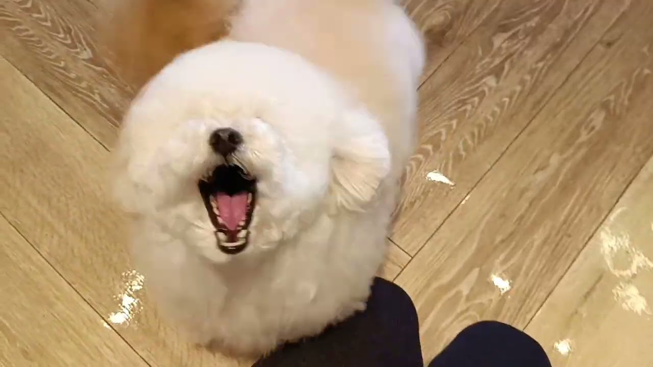 めかぶちゃんもずくちゃんと遊ぶ♪