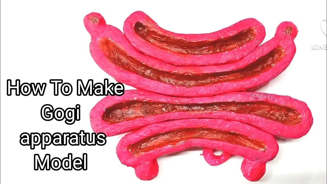 how to make Golgi apparatus model || Golgi apparatus biology model