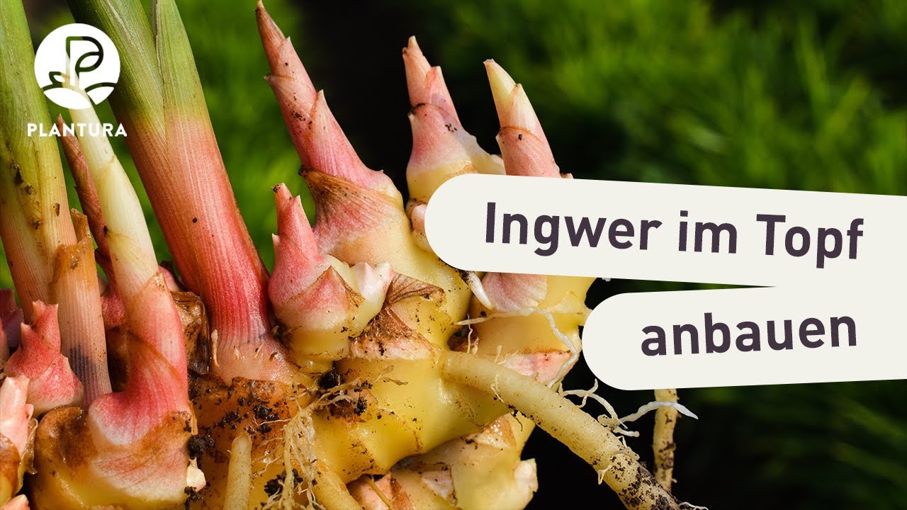 Ingwer selber ziehen: Ingwer im Topf anbauen (Anleitung)