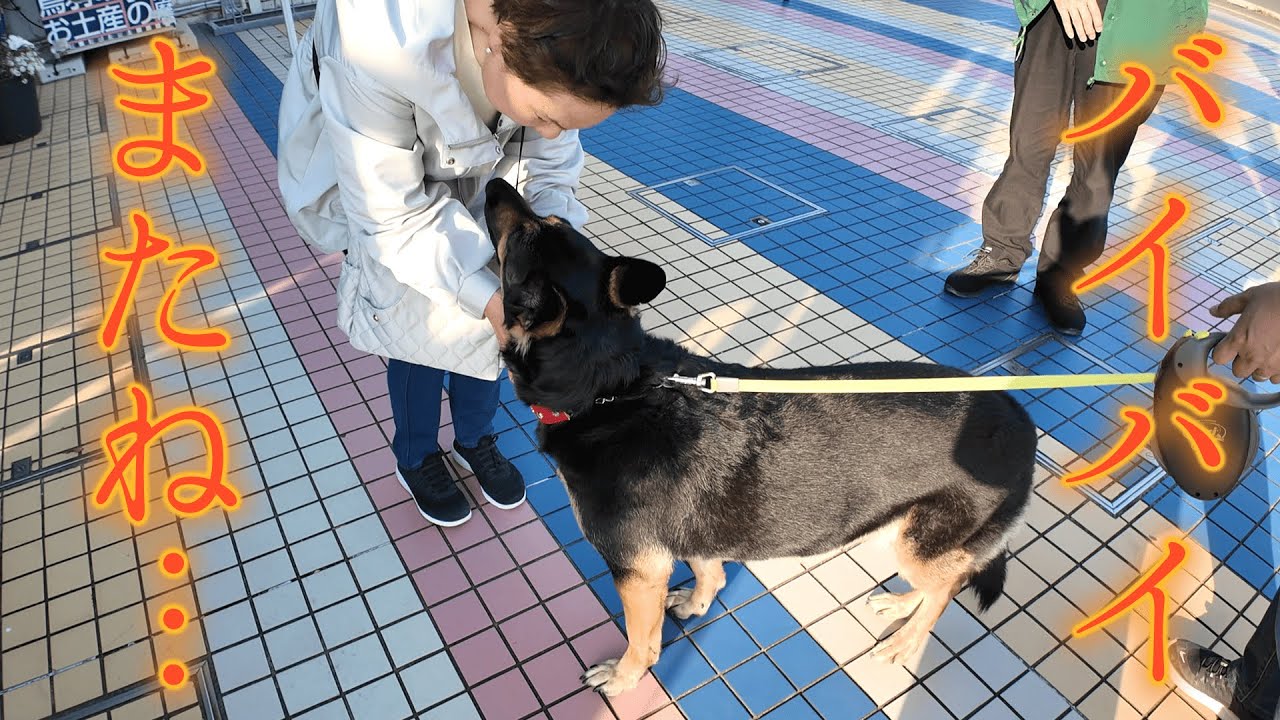 ジジババと愛犬の初旅行、別れがちょっとさみしすぎました&hellip;【ジャーマンシェパード】