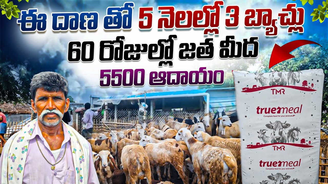5 నెలల్లో 3 బ్యాచులు పొట్టేళ్ళ పెంపకం / sheep farming in Telugu TMR FEED sheeps goats #farming