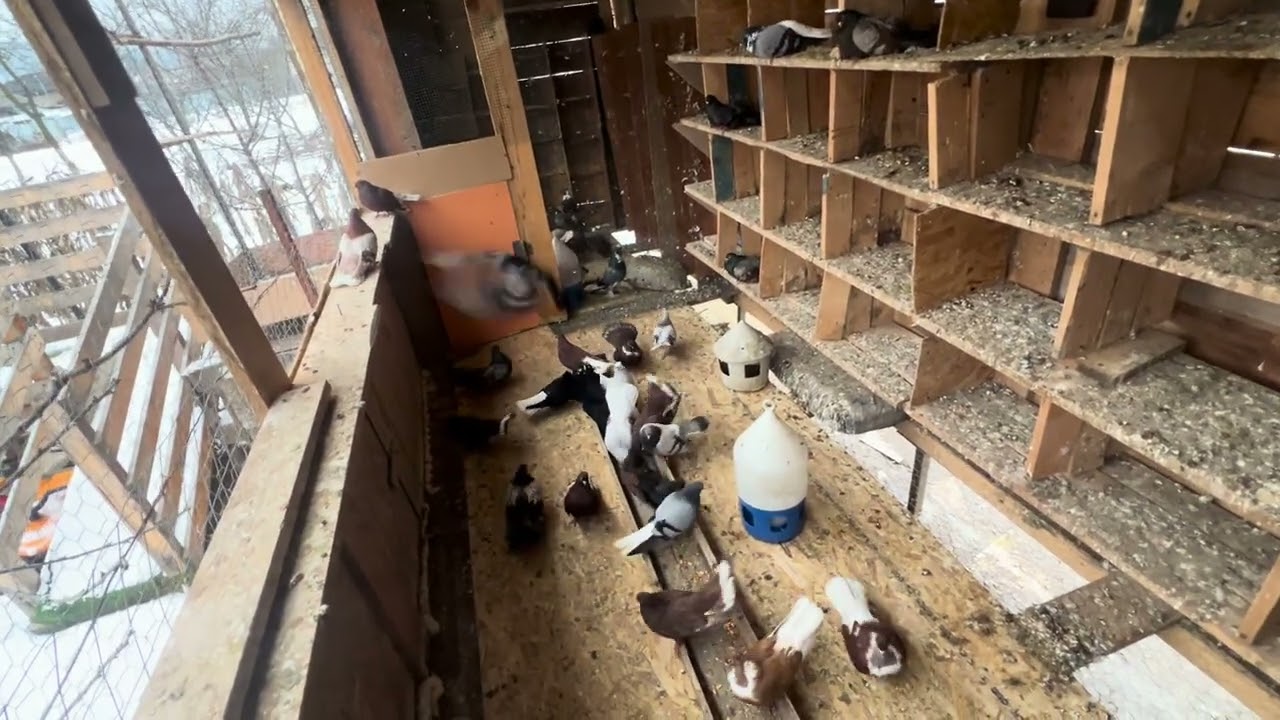 Achiziții noi Codalb pe Negru ,modificări voi aduce crescătoriei pentru o bună performanță ‼️🪽🕊️