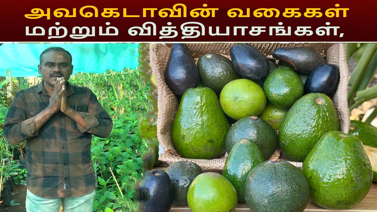 Avocado Varieties In Dreamland Nursery, Hass Avocado, Pinkerton, Reed Avocado, shiva Elite Red