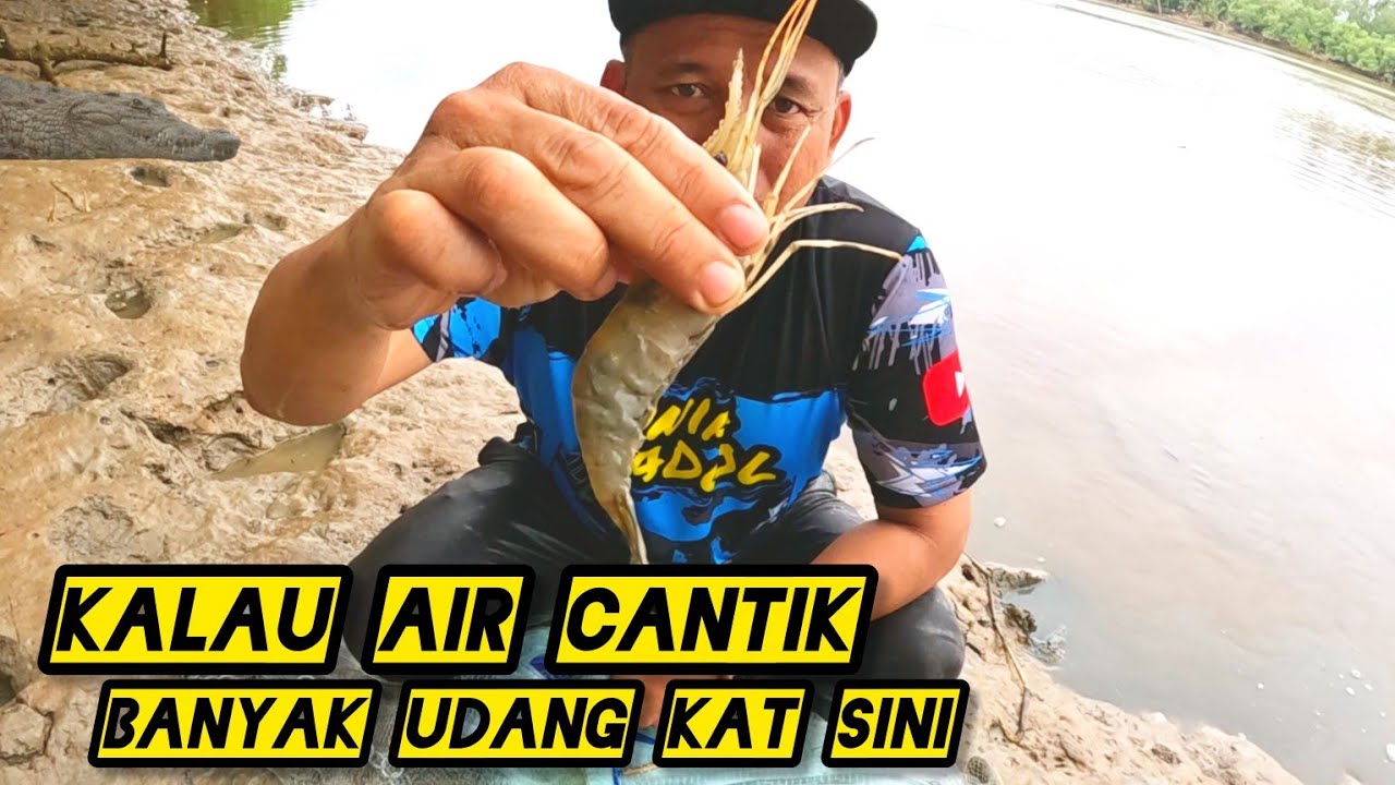 Memburu Udang Galah Di Sungai #gengdunia 