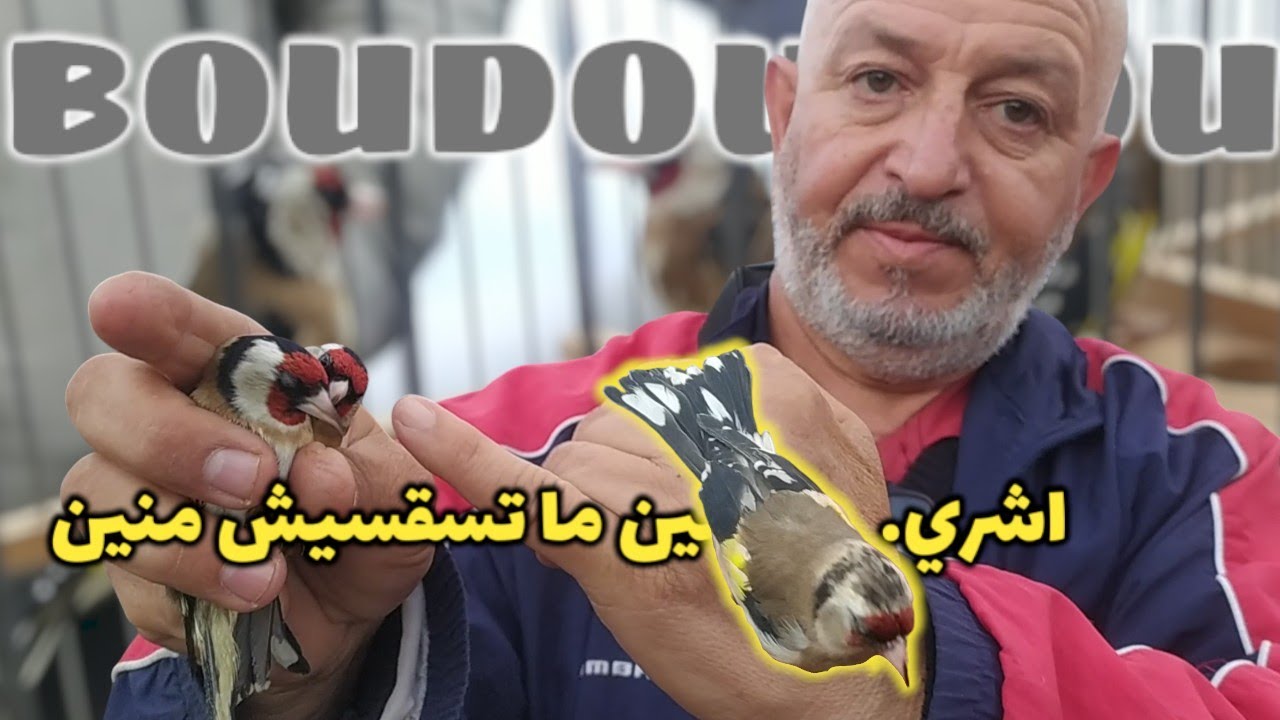 قارة أوروبا تتمنا لكم تغريد ممتع | بودواو سوق الحسون المهاجر