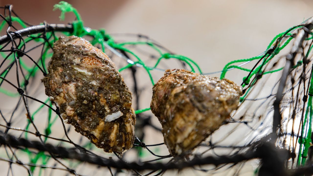 Episode 4: Harvesting & Grading Oysters