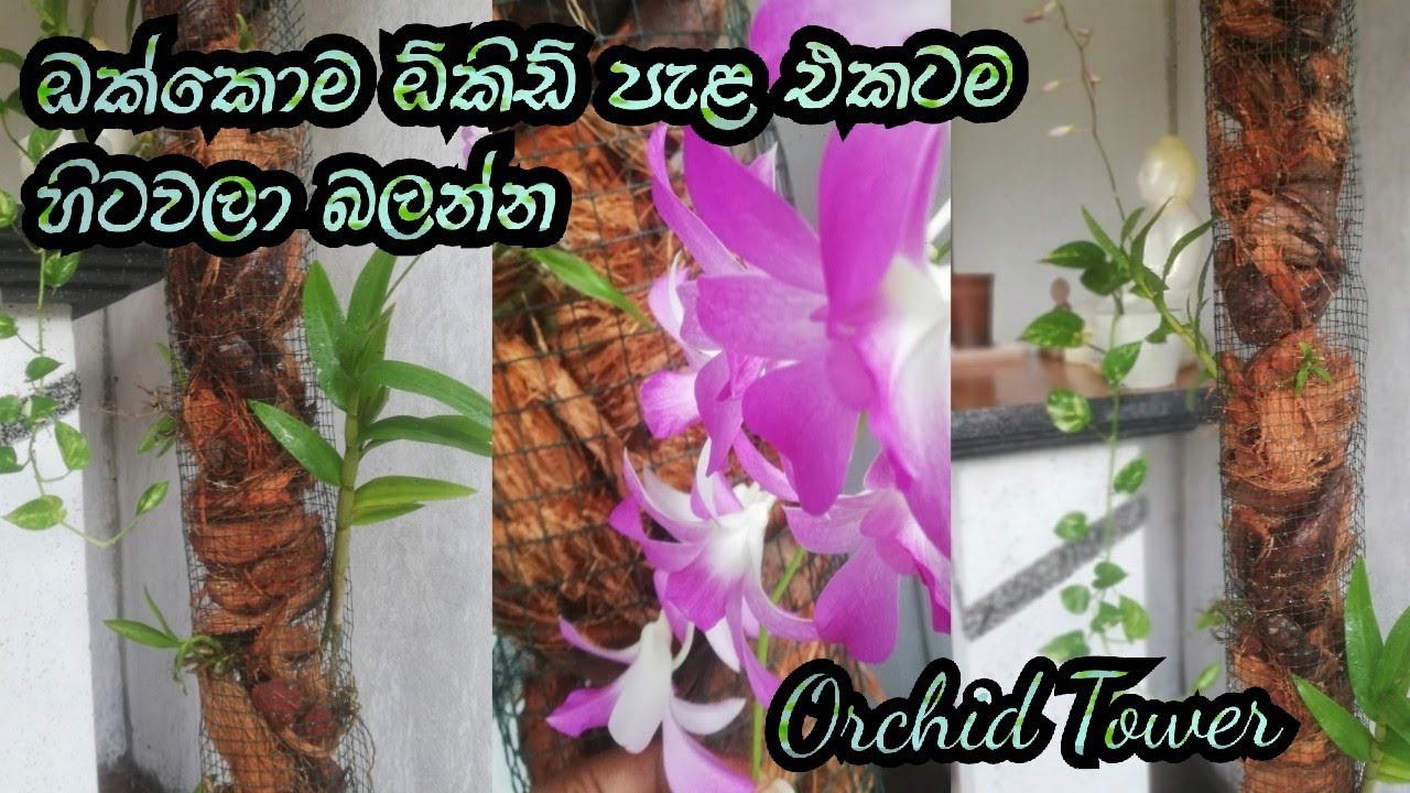 ලස්සන වැඩක් කලා🌿 | ගෙදරට අමුතුම එළියක් | Orchid Tower | kasthuri ❤