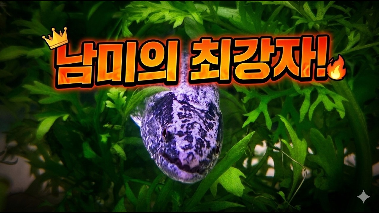 이런애가 남미 최강자....?