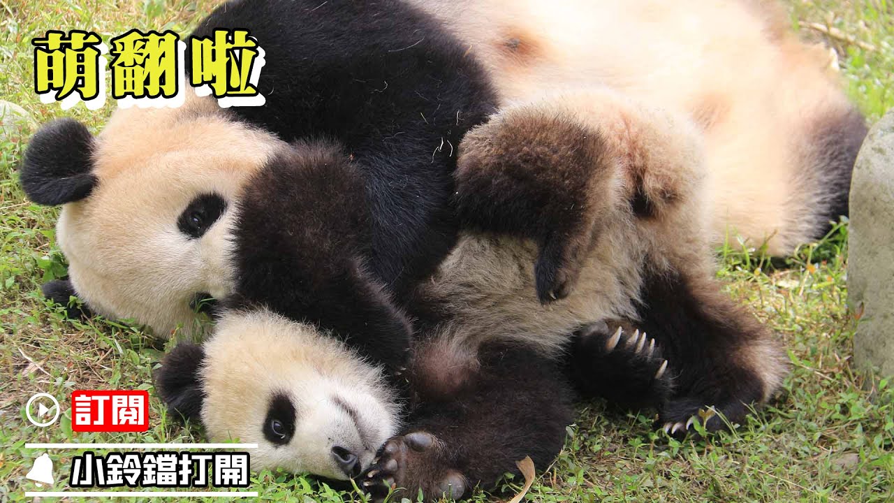 《超萌滾滾秀》362期 萌團子發功啦！| iPanda熊貓頻道