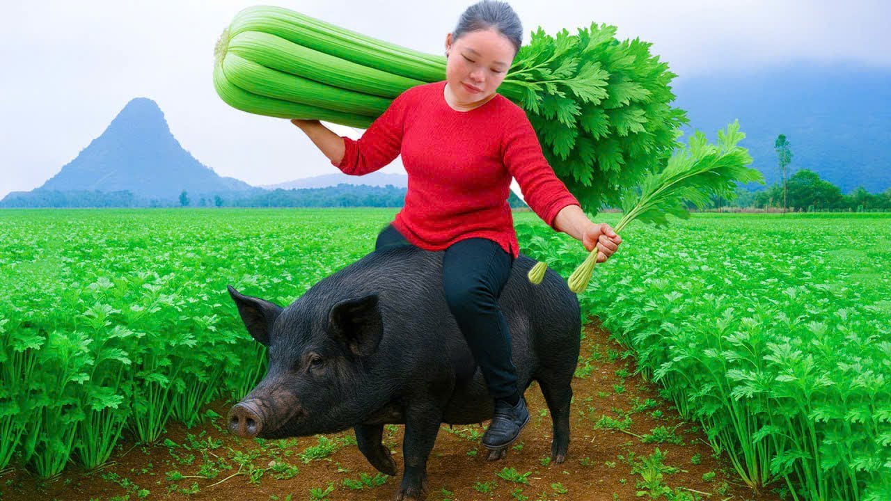 Harvest celery and wild rattan cores to sell at market