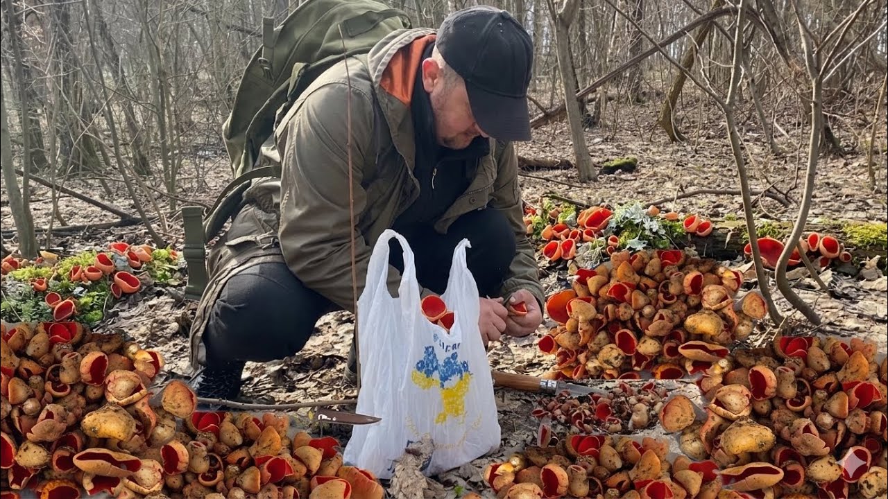 «Дорожче за білі? Справжня ціна саркосцифи, про яку мовчать».Ліс буквально засипаний ЦИМ..Очі в Шоці