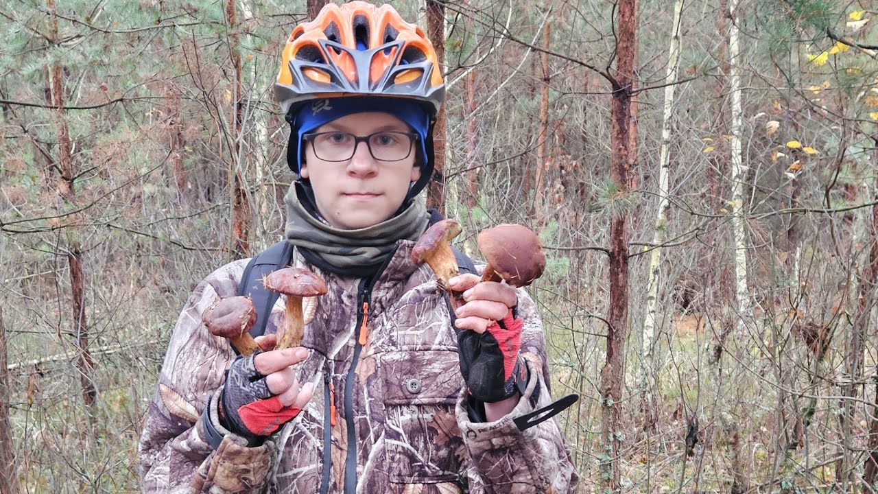 Podgrzybki jeszcze rosną