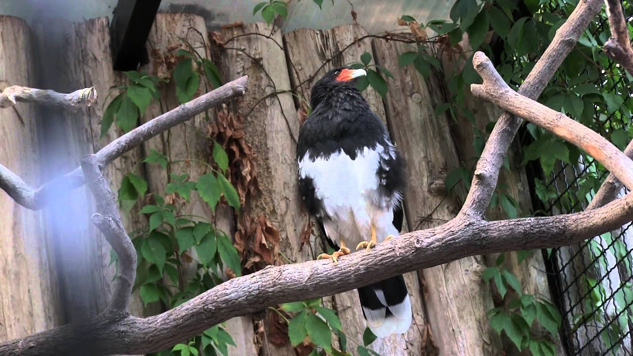 Bergzoo Halle