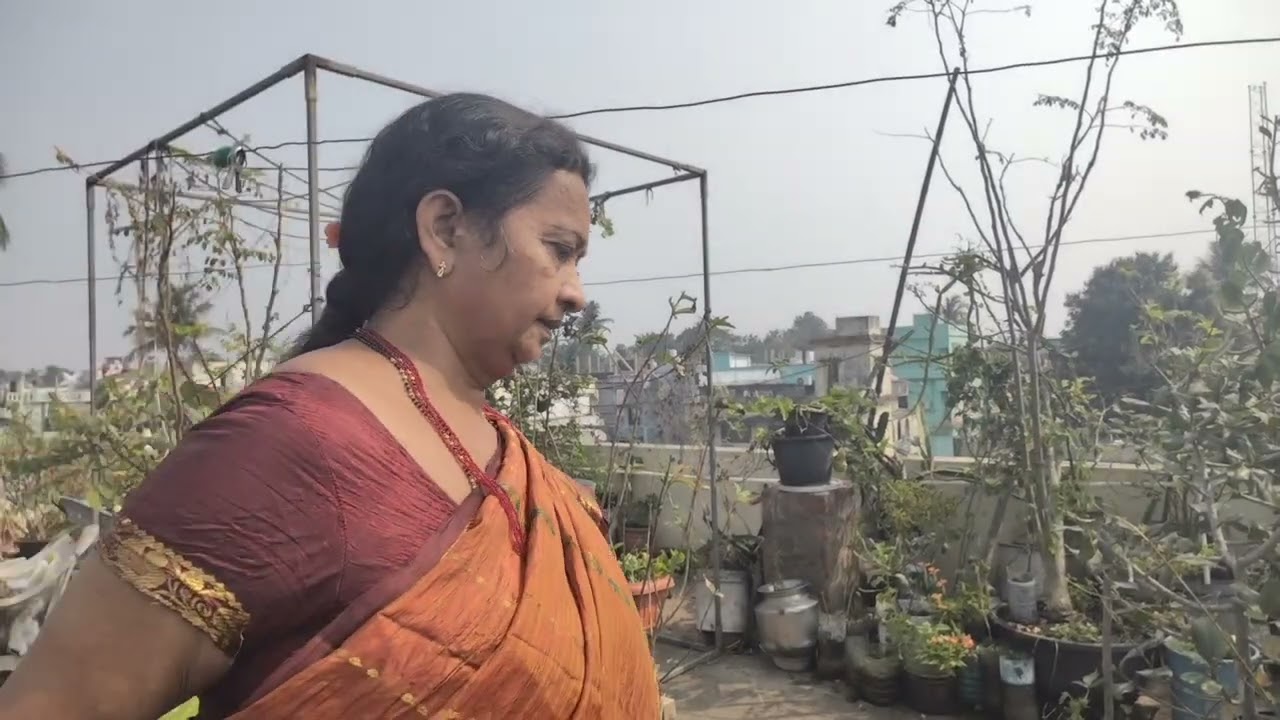 సమ్మర్ లో మొక్కలు కేరింగ్ 2