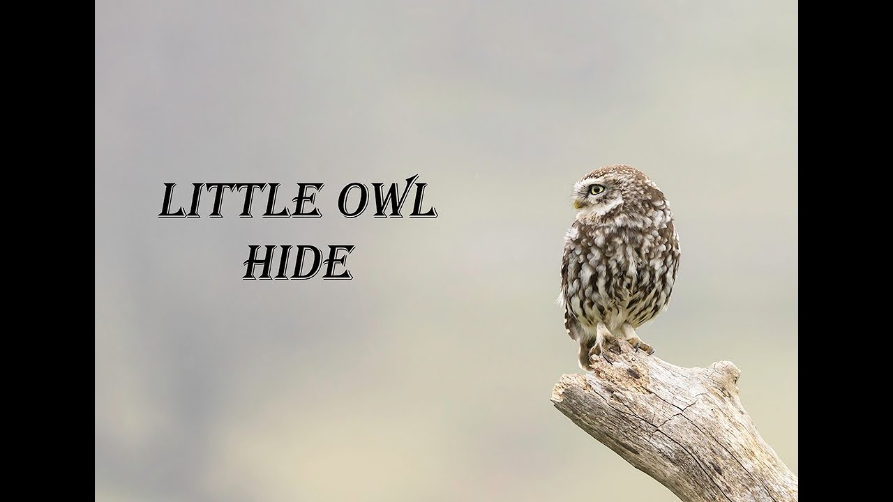 Little Owl Hide