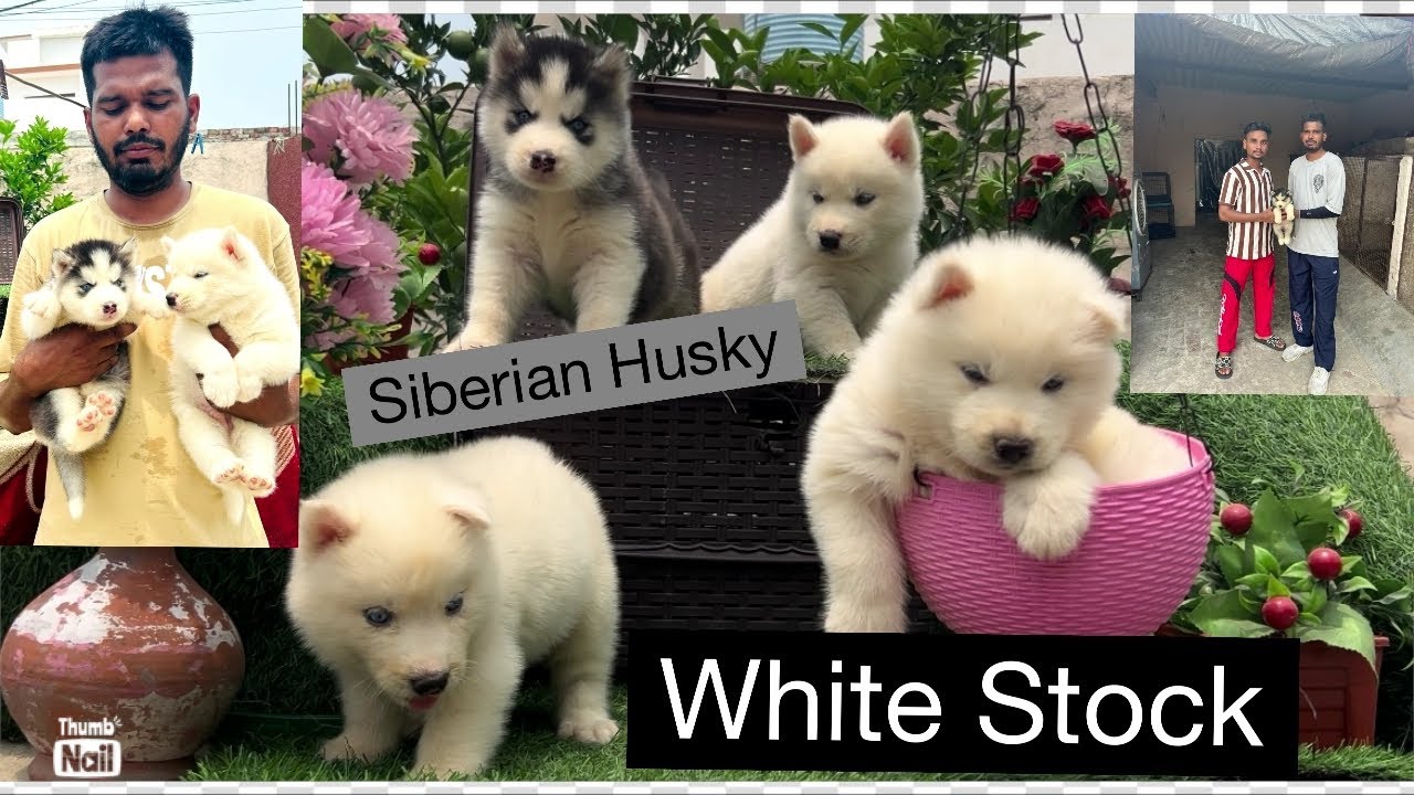 ਚਿੱਟੇ ਹਸਕੀ || SIBERIAN HUSKY || ਨੀਲੀਆਂ ਅੱਖਾਂ ਵਾਲੇ ਕਤੂਰੇ || DEEPKENNALMALERKOTLA #new 2024