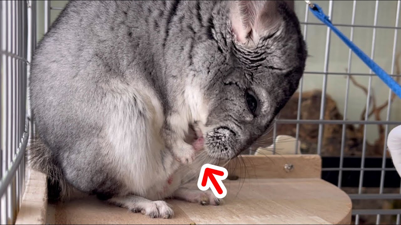 チンチラちゃんがオス特有のアレを覚えました。