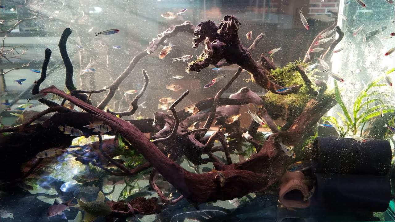 Venezuelan Conflict Guppies?!