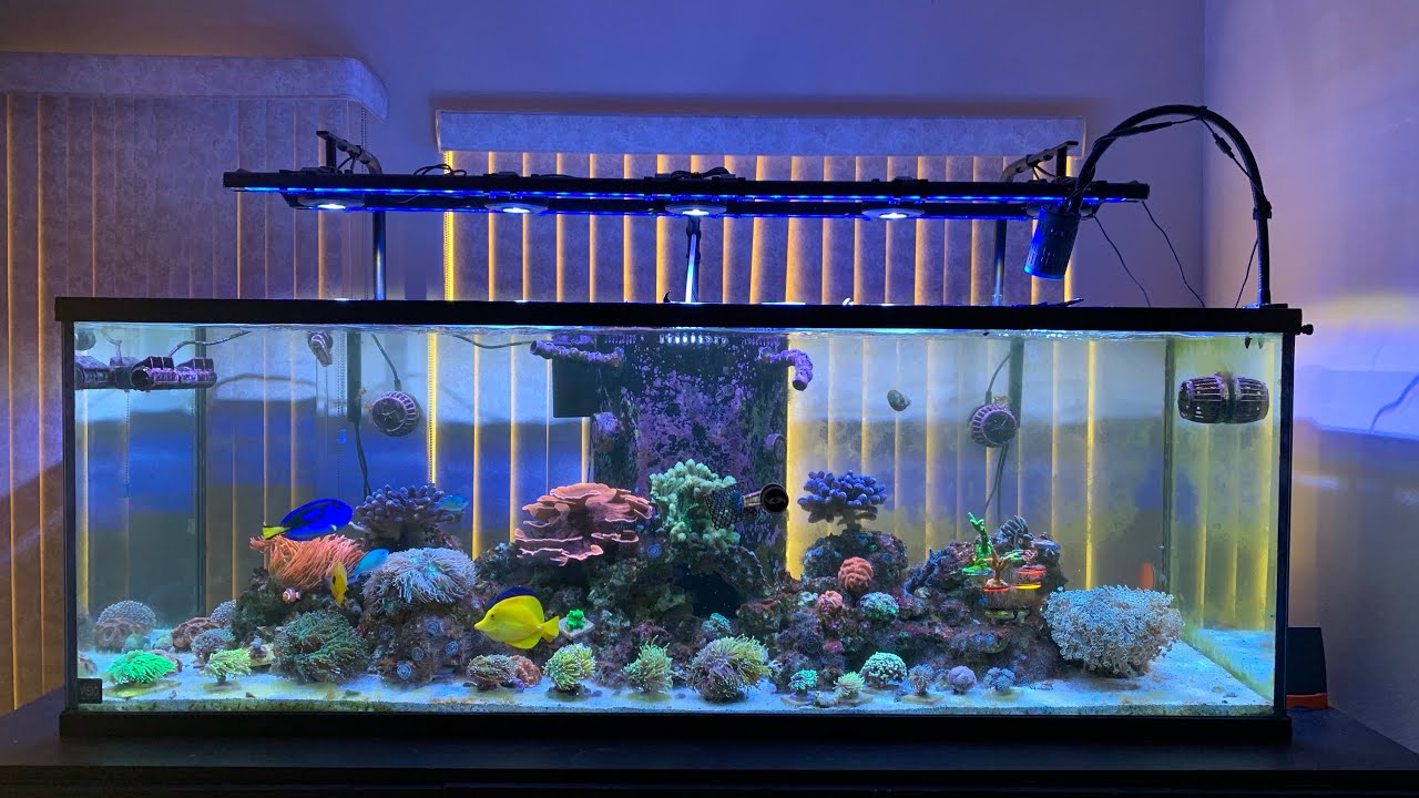 My 180 gallon reef tank equipment