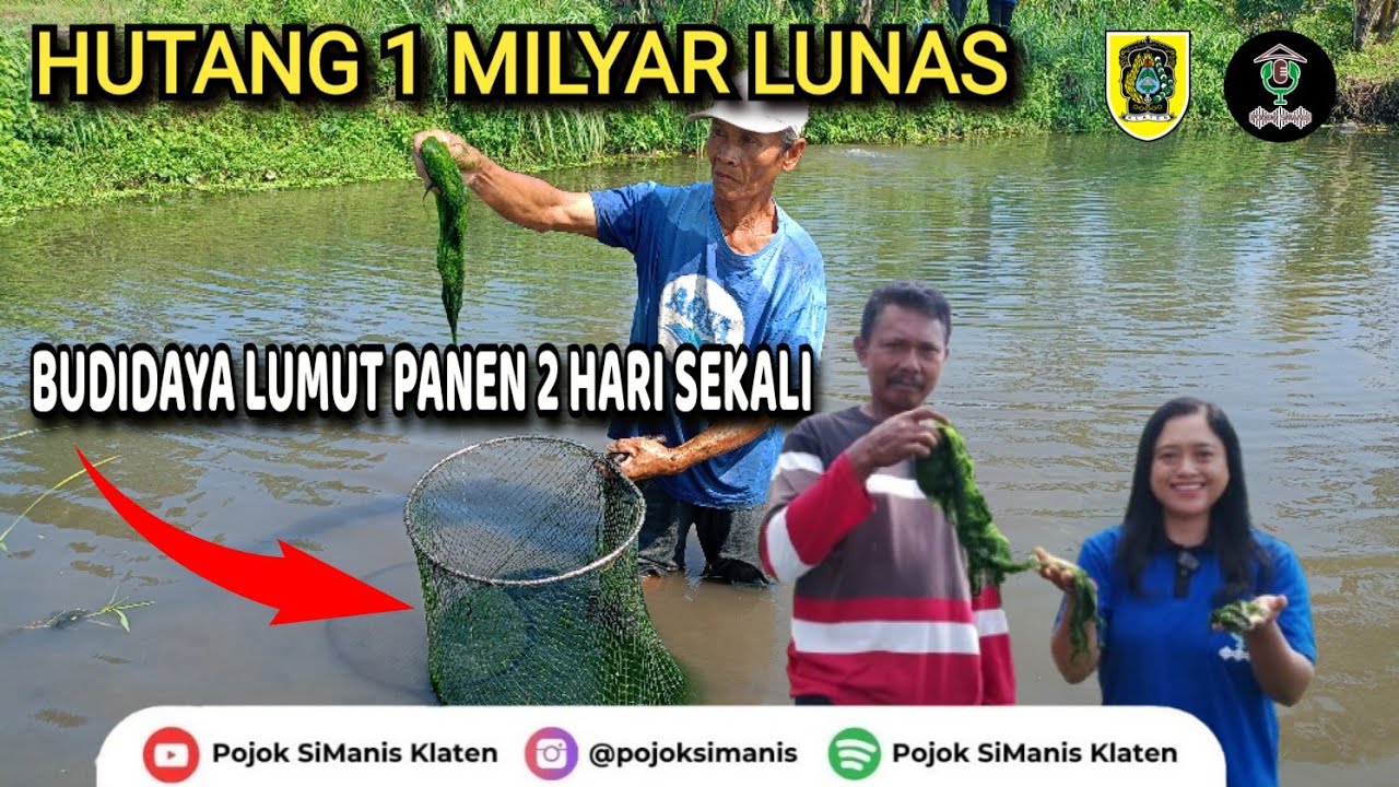 HUTANG 1 MILYAR LUNAS DARI BUDIDAYA LUMUT || #pojoksimanis