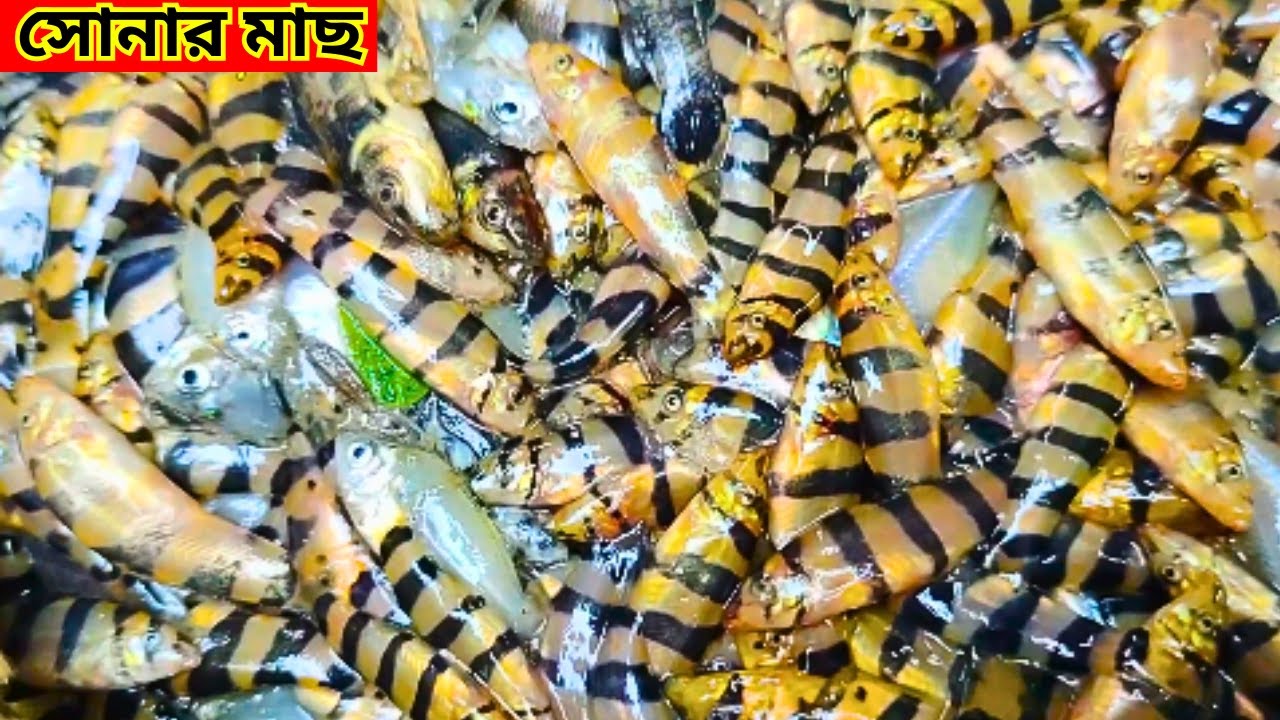রূপার দামে সোনার মাছ কিনুন, লামাকাজী আড়ৎ | Lamakazi Fish Market, Sylhet