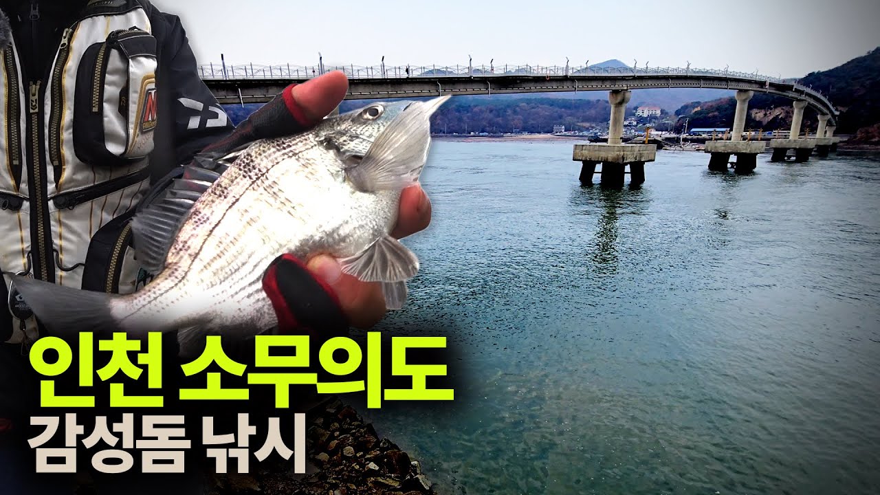 초겨울인데 여전히 감성돔이! ... 11월21일 인천 소무의도 도보낚시 현장기