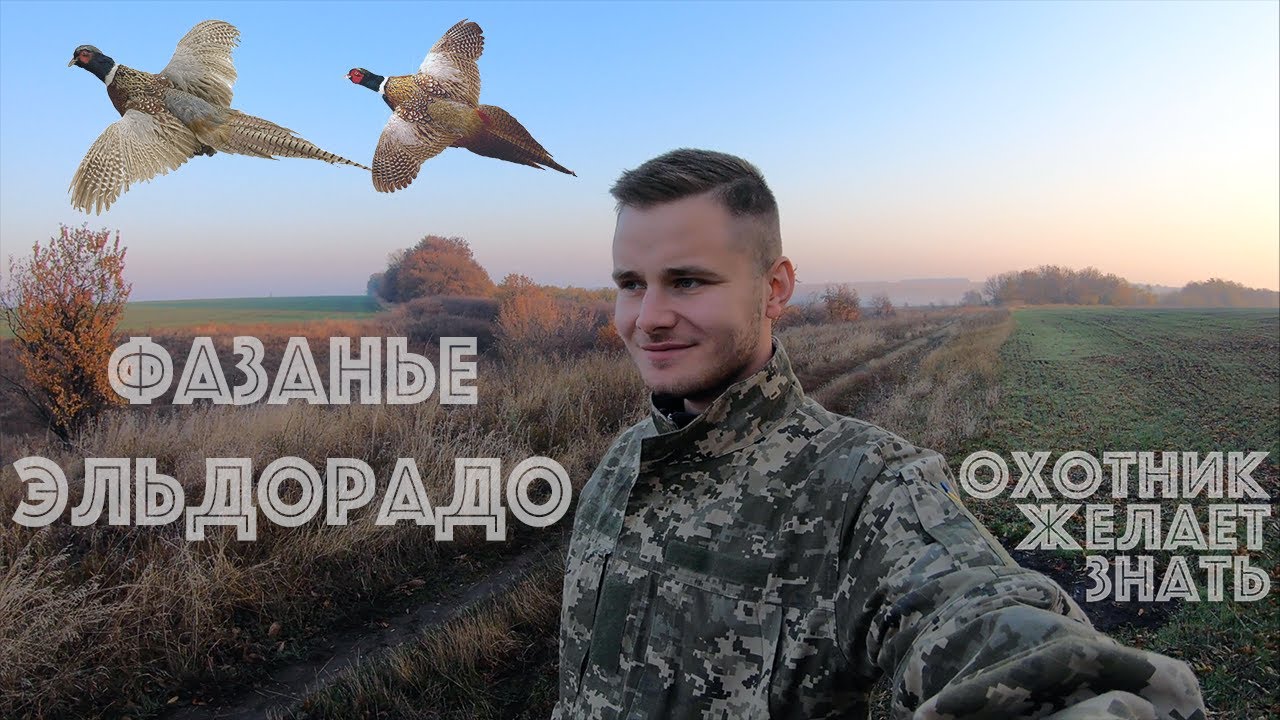 УДАЧНАЯ ОХОТА НА ФАЗАНА. ОЧЕНЬ МНОГО ФАЗАНА. ПОДЪЁМ ЗА ПОДЪЁМОМ. 4K