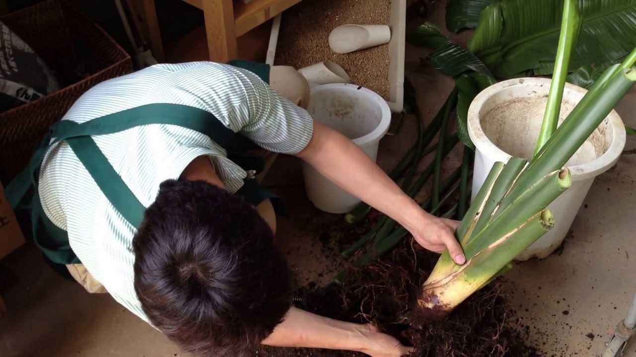 オーガスタの仕立て直し