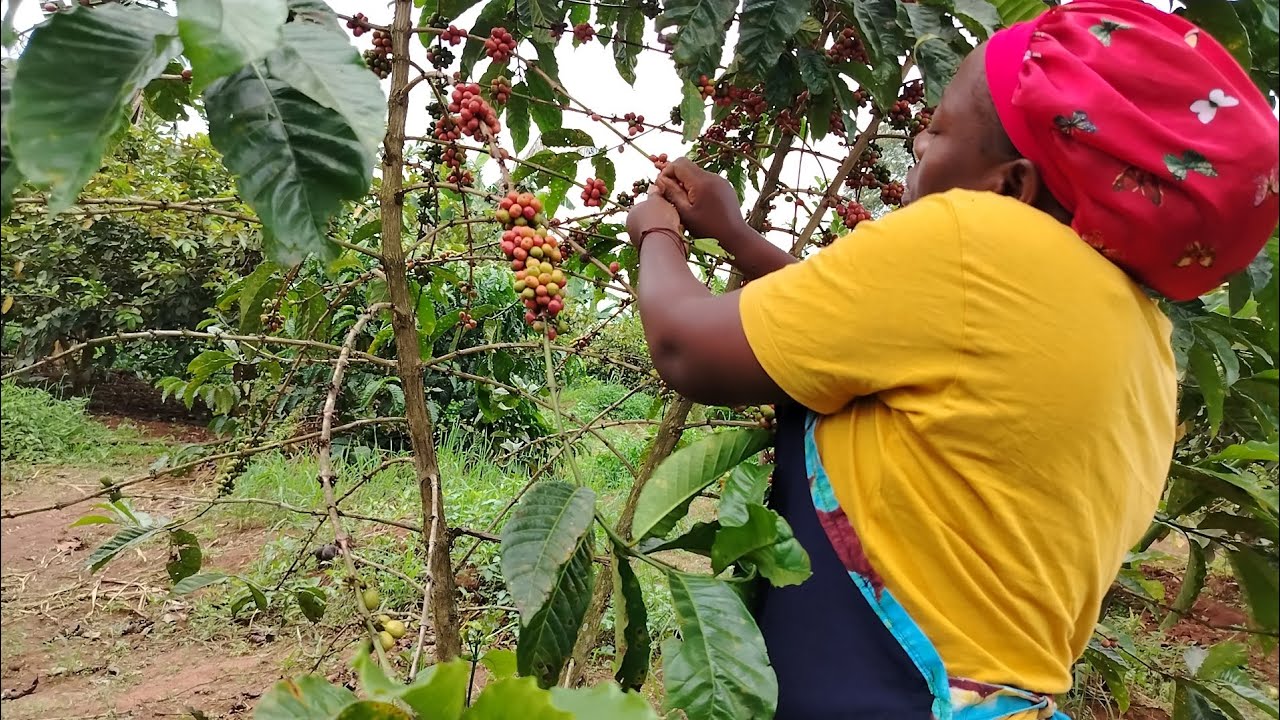  Three Illigel Things That  Triples Your Coffee Harvest 