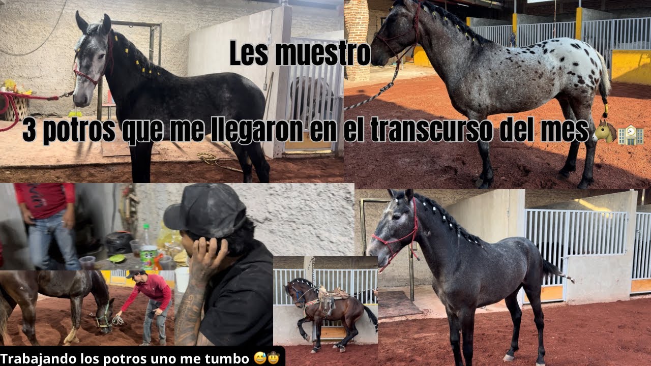 Me tumbo un potrillo mientras lo trabajaba 😳!!