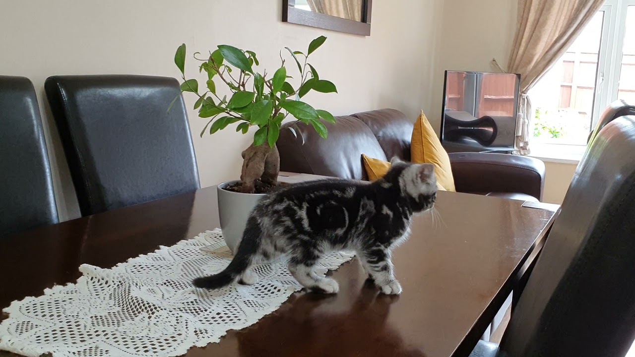 British Shorthair Silver Tabby 13 Weeks Old