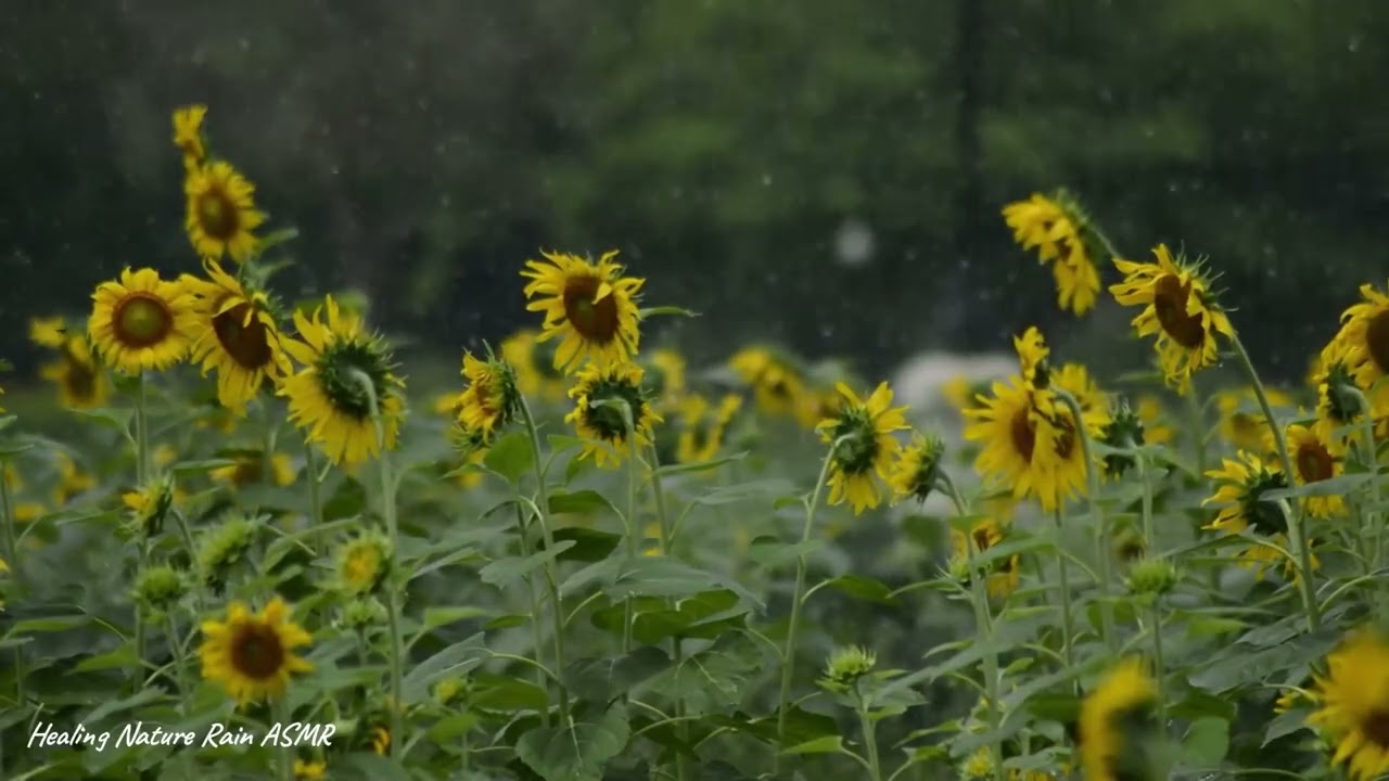 해바라기 밭 비소리8시간  - 불면증에 좋은비소리, 잠이 10분안에 오는 스르르 자장가 비소리