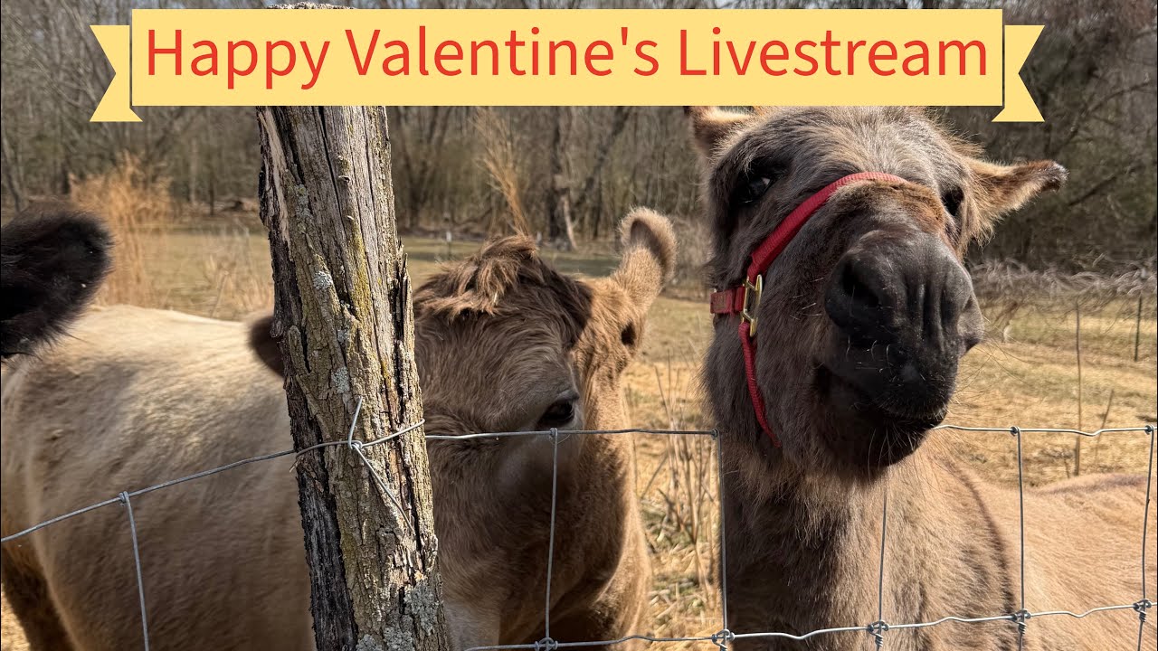 🐶Eden Oaks Beagles is live! Happy Valentine’s Day with donkey, cows, Beagle, Jackabee dogs & goats