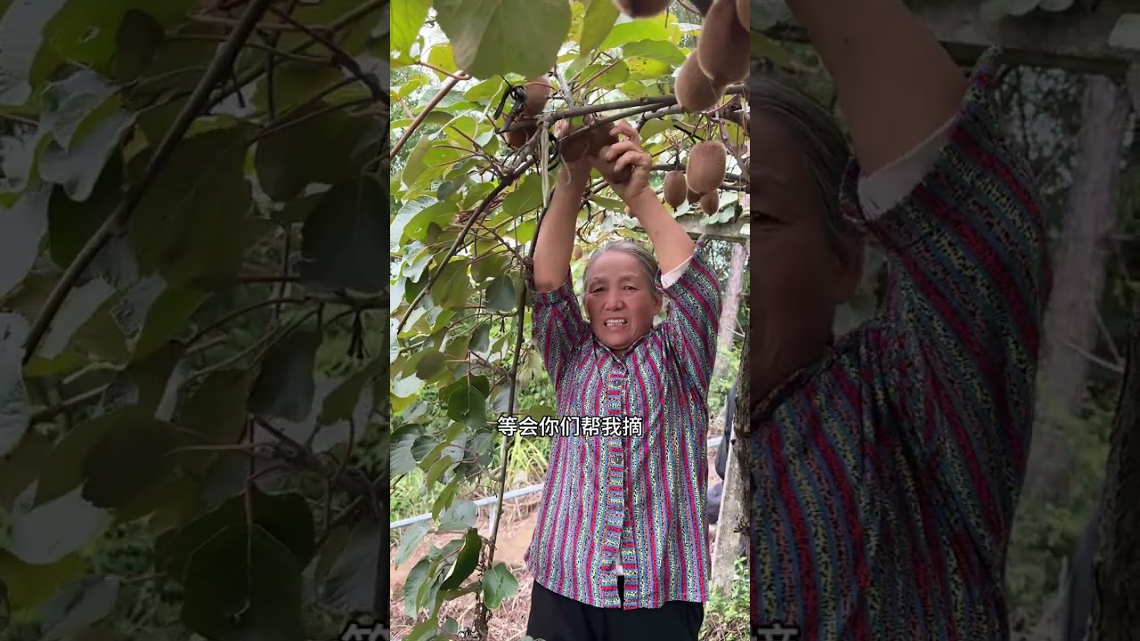 国庆期间  安排@赵朝林 #新鲜采摘 #优质农产品 #应季水果 #我的乡村生活 #水果