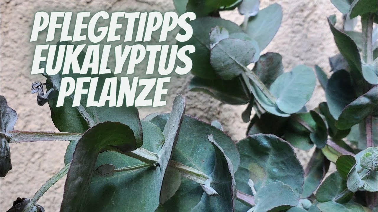Eukalyptus Trend 2022 Pflegetipps mit dem Blumenmann
